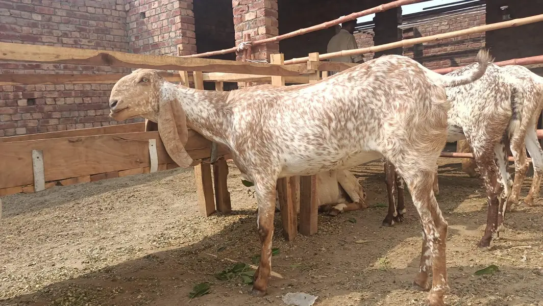 this is a pure makki cheeni goat 4 months ghaban and first time ghaban — photo 5