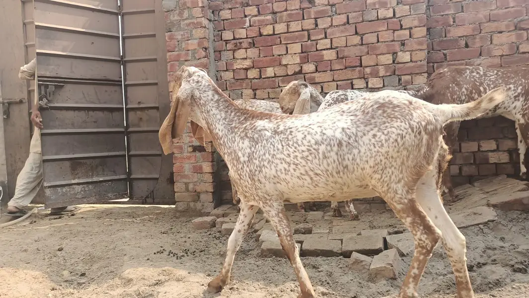 this is a pure makki cheeni goat 4 months ghaban and first time ghaban — photo 6