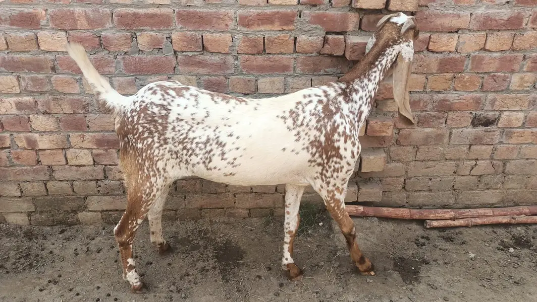 this is a pure makki cheeni goat 4 months ghaban and first time ghaban — photo 7