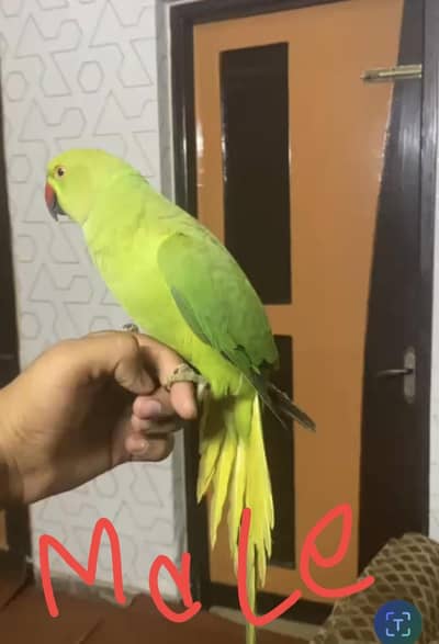 Hand tame parrot