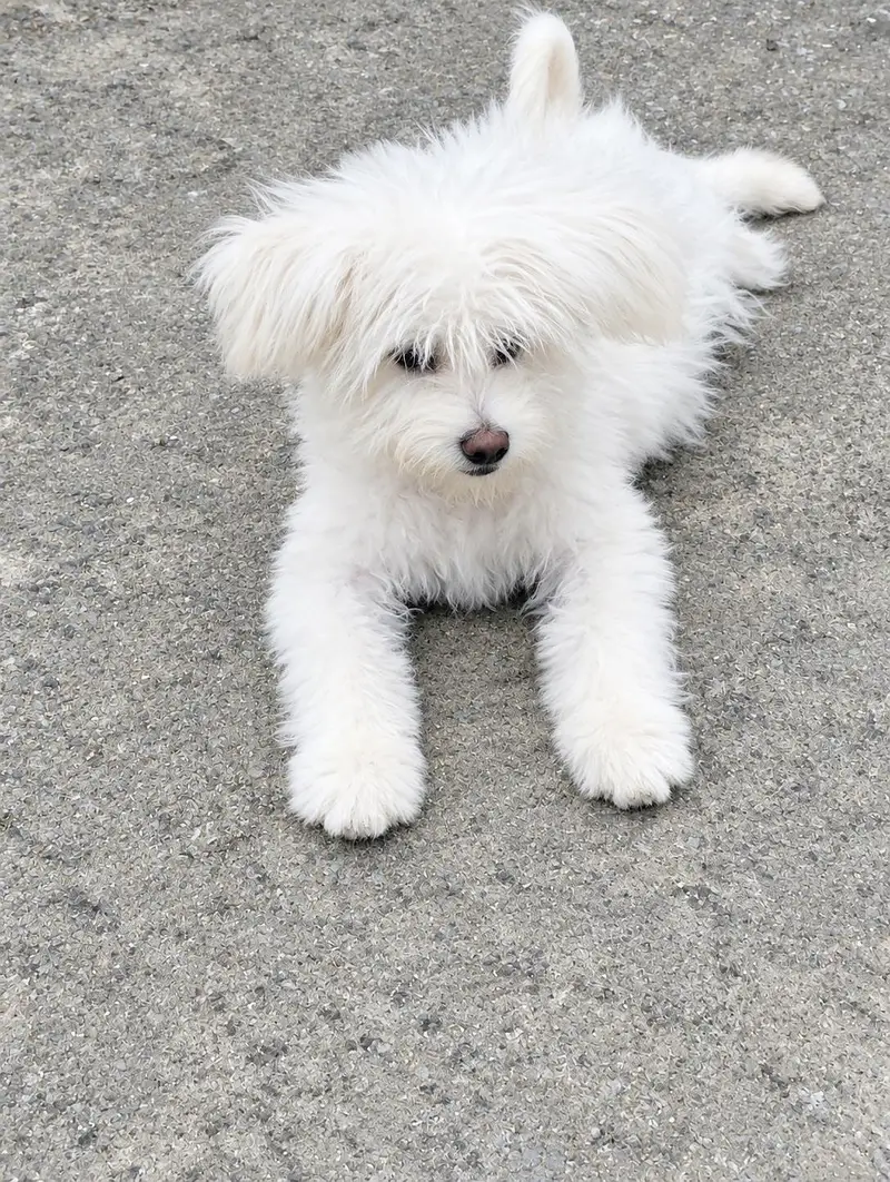 Available  Poodle Dog for sale — photo 2