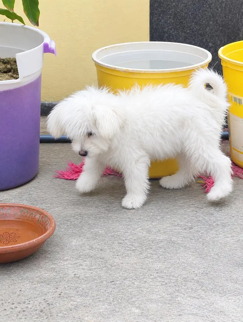 Available  Poodle Dog for sale — photo 3