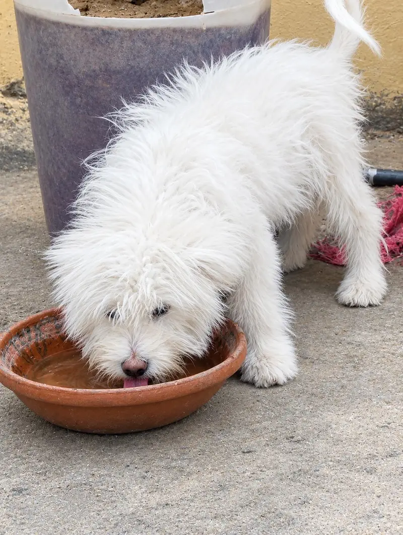 Available  Poodle Dog for sale — photo 4