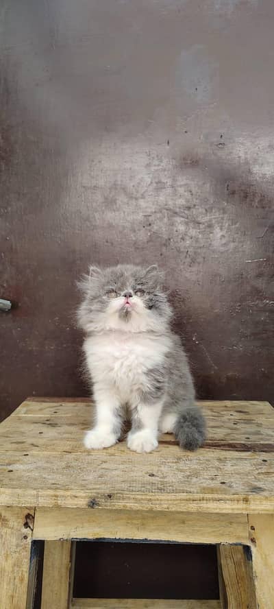 Persian Bi color Ginger Kittens