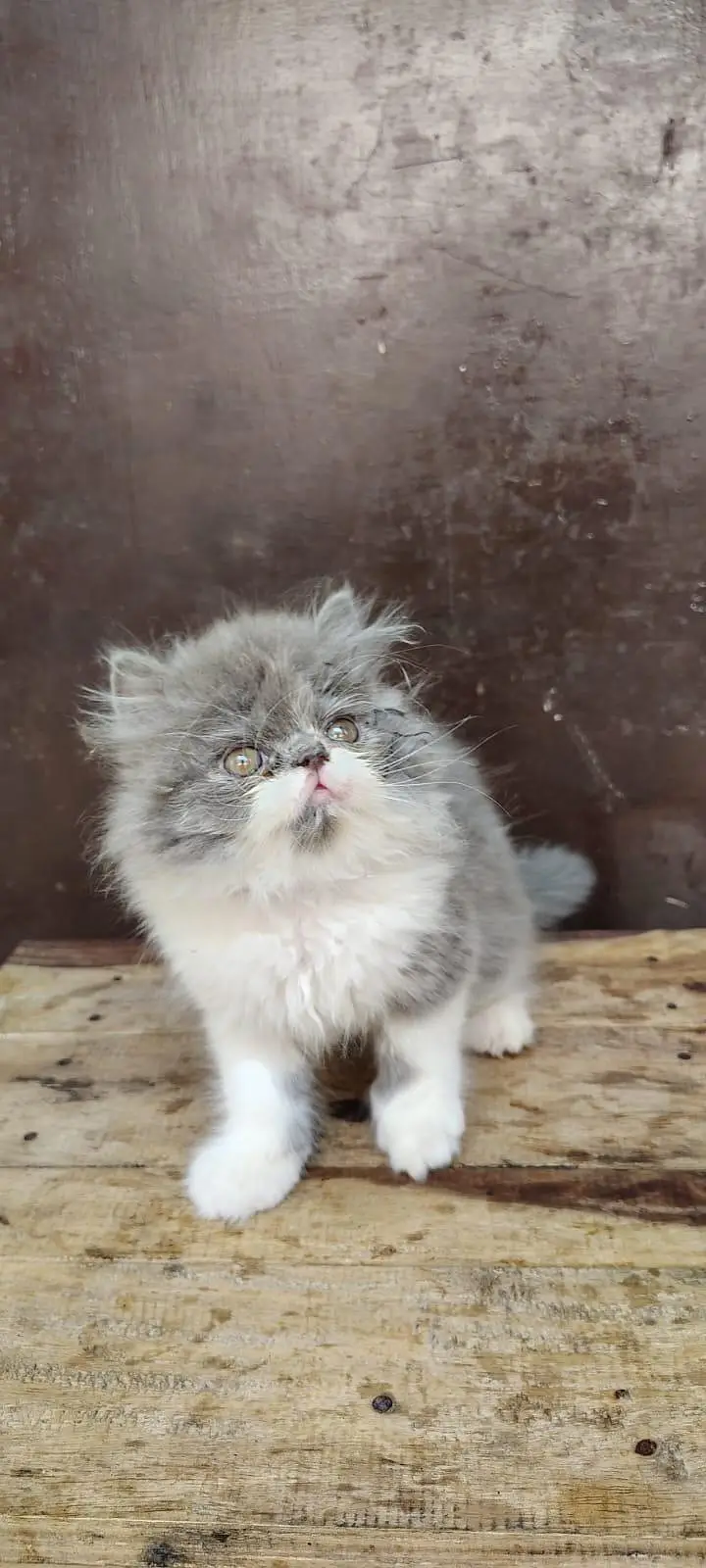 Persian Kittens triple coat male/female — photo 2