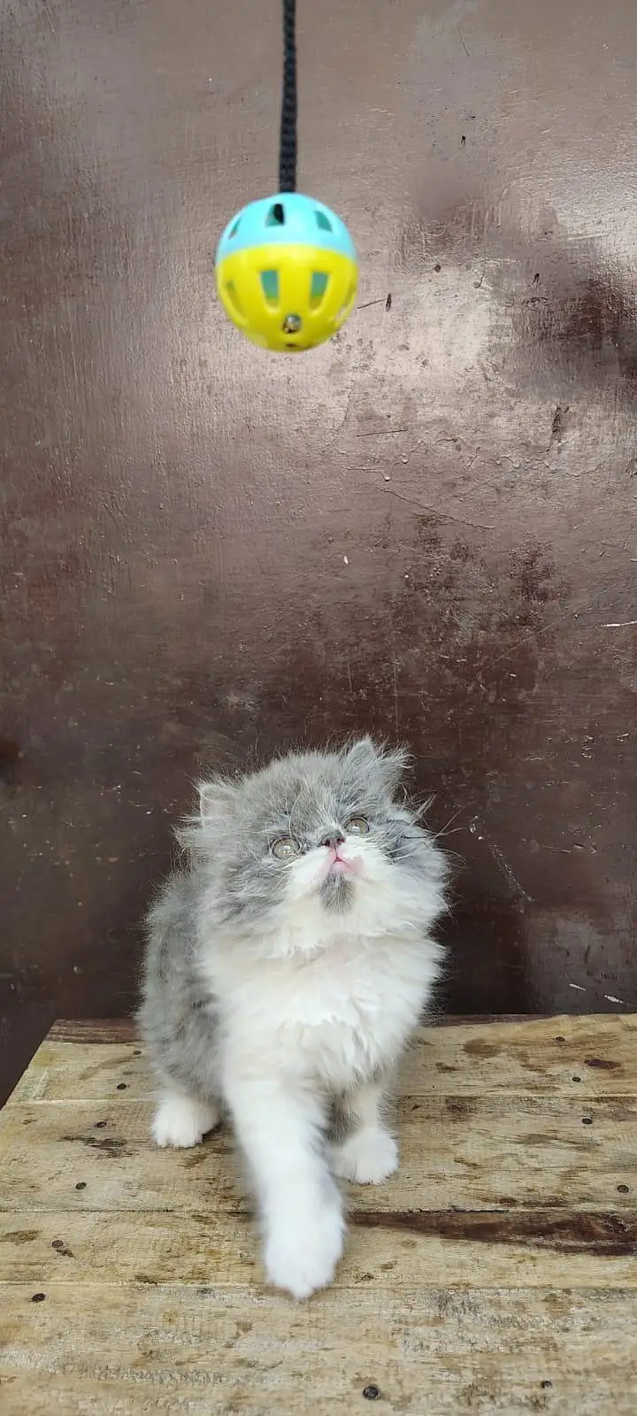 Persian Kittens triple coat male/female — photo 3