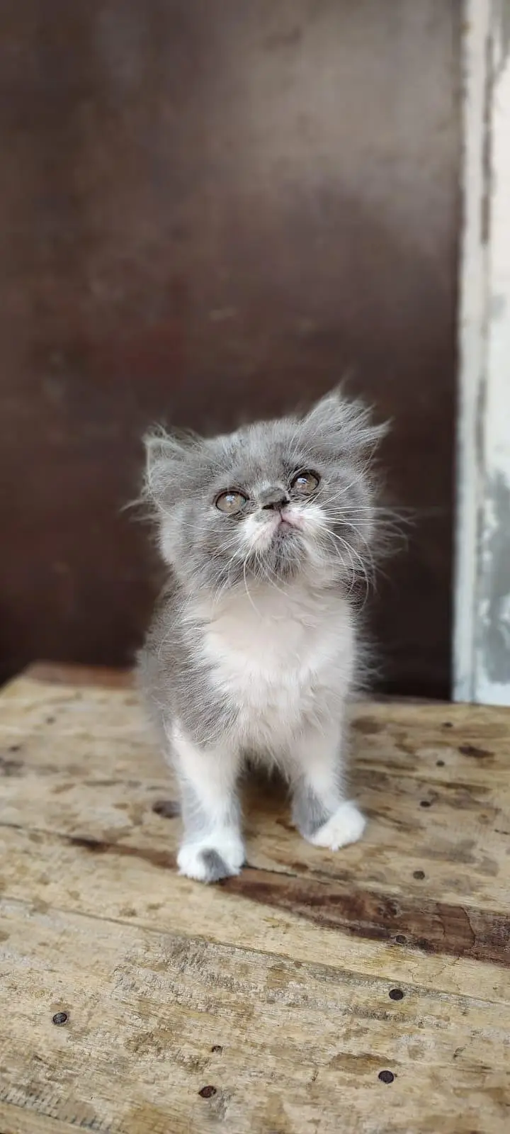 Persian Kittens triple coat male/female — photo 4