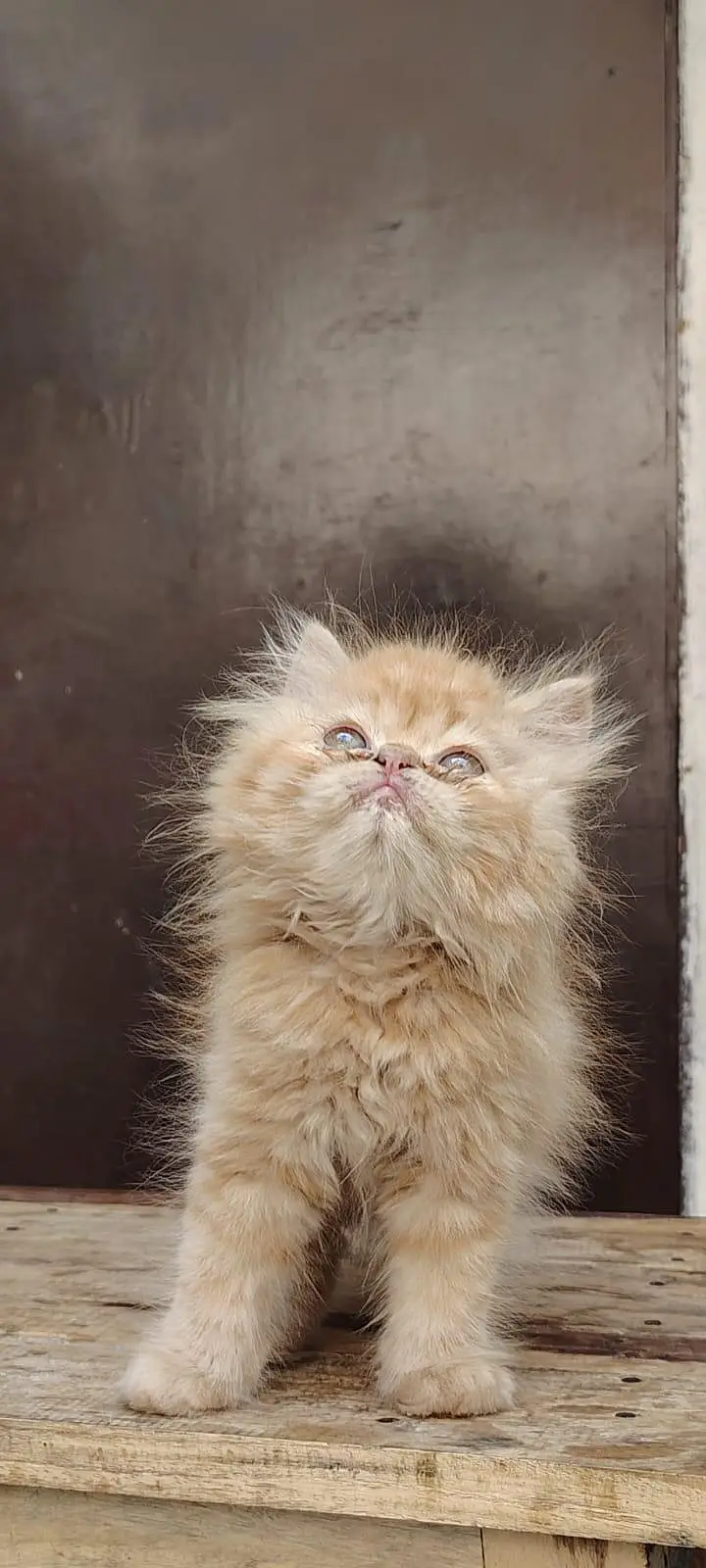 Persian Kittens triple coat male/female — photo 5