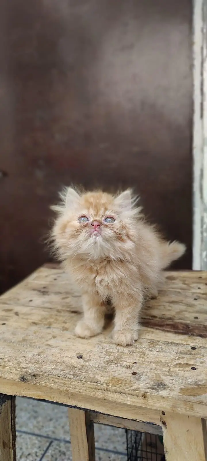 Persian Kittens triple coat male/female — photo 6