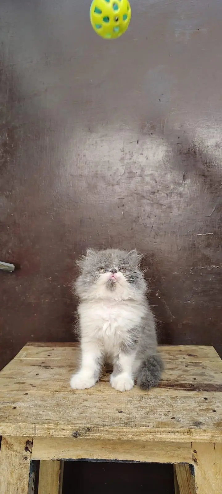 Persian Kittens triple coat male/female — photo 7