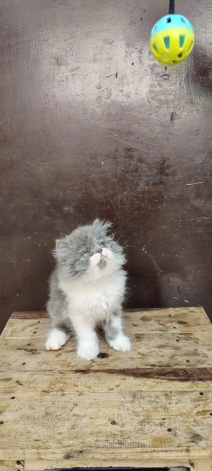 Persian Kittens triple coat male/female — photo 8