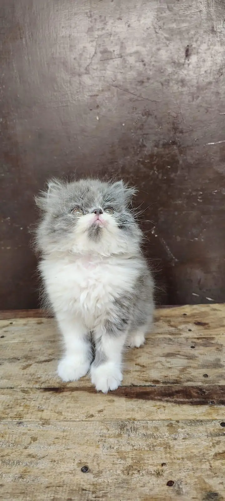 Persian Kittens triple coat male/female — photo 9