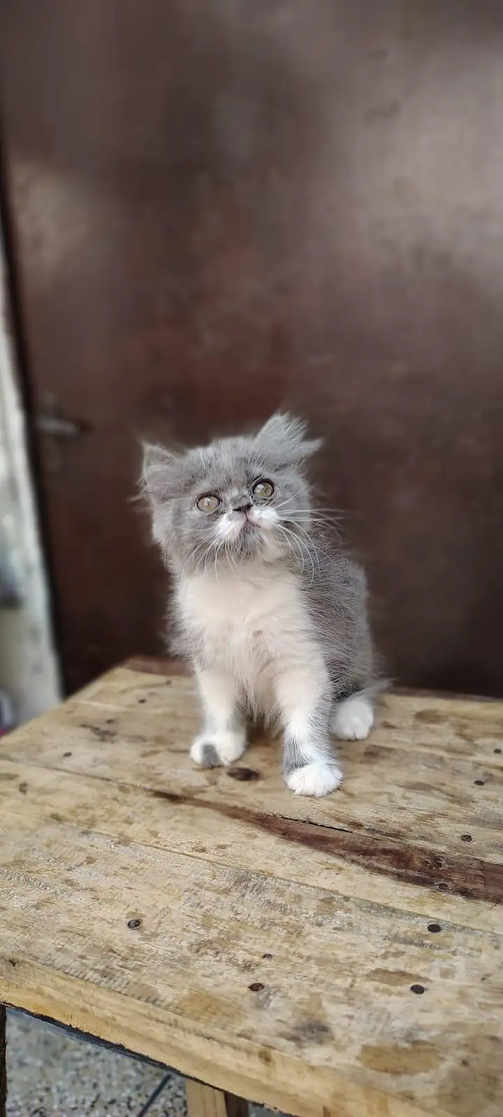 Persian Kittens triple coat male/female — photo 10