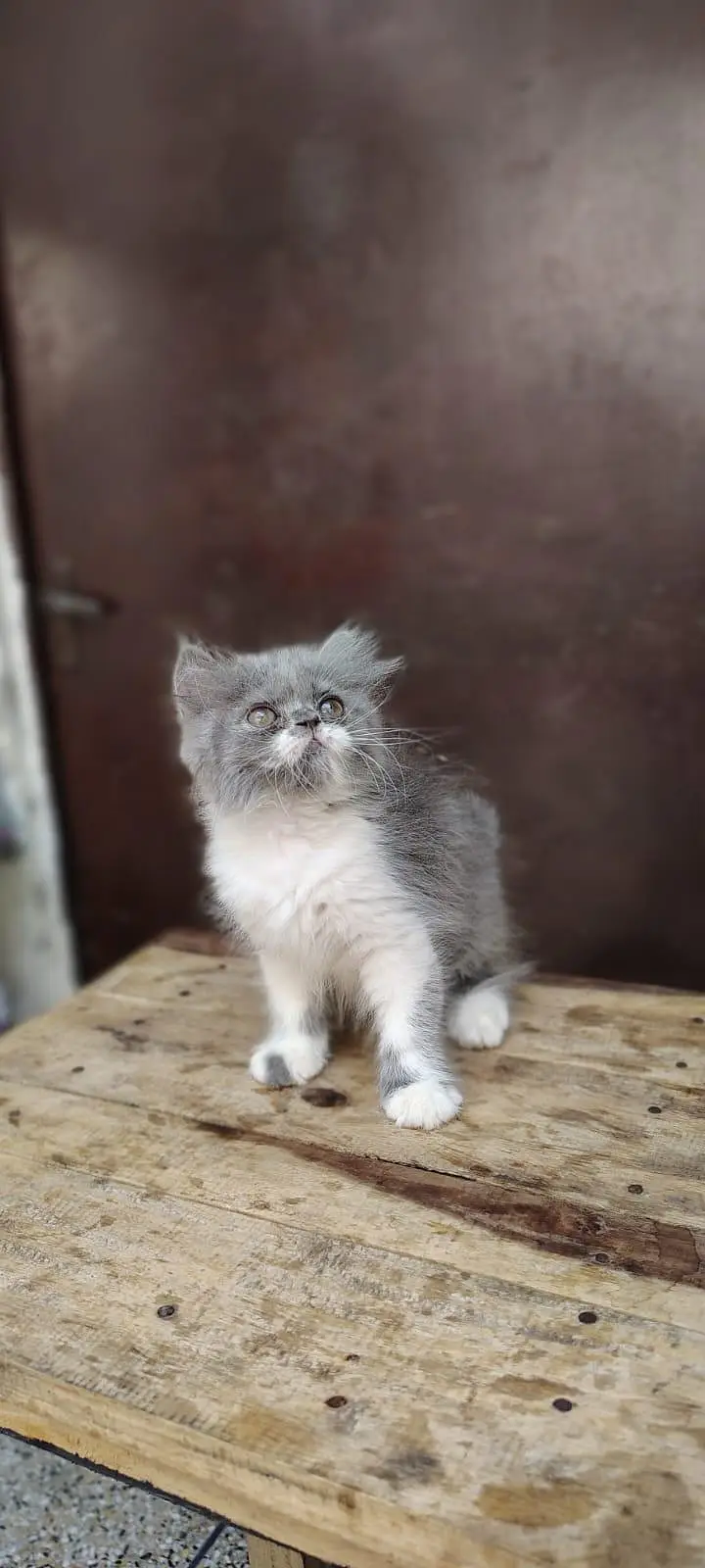 Persian Kittens triple coat male/female — photo 11