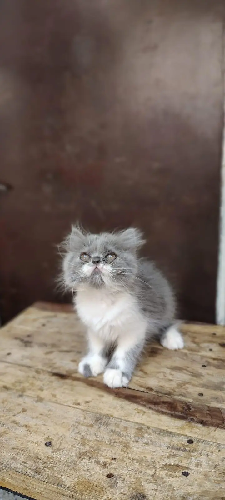 Persian Kittens triple coat male/female — photo 12