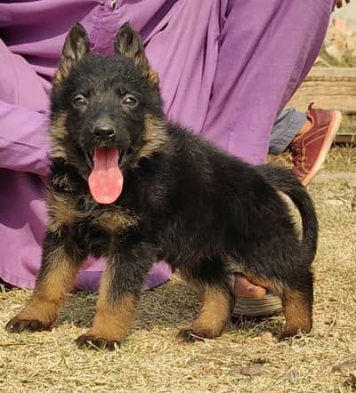 German Shepherd male double coat for sale