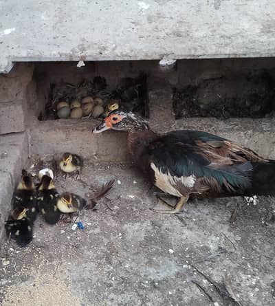 Muscovy pair with chicks