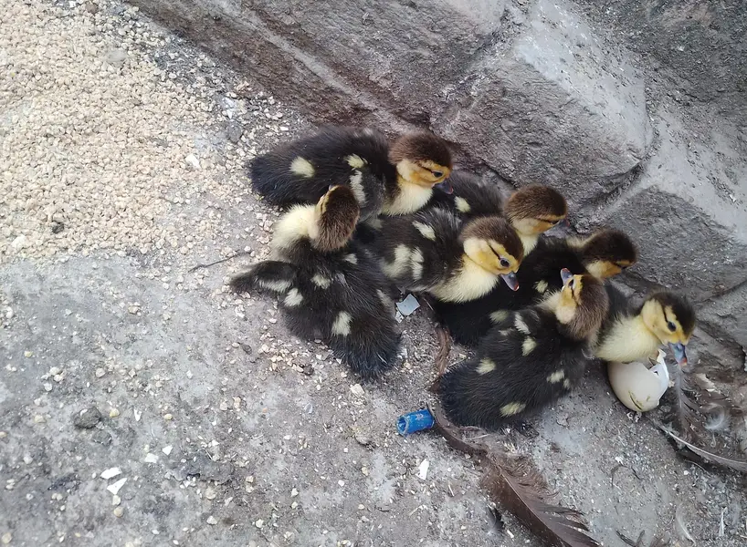 Muscovy pair with chicks — photo 2