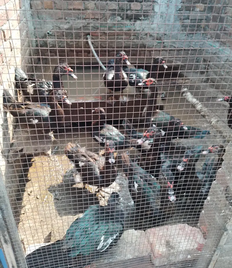 Muscovy pair with chicks — photo 3