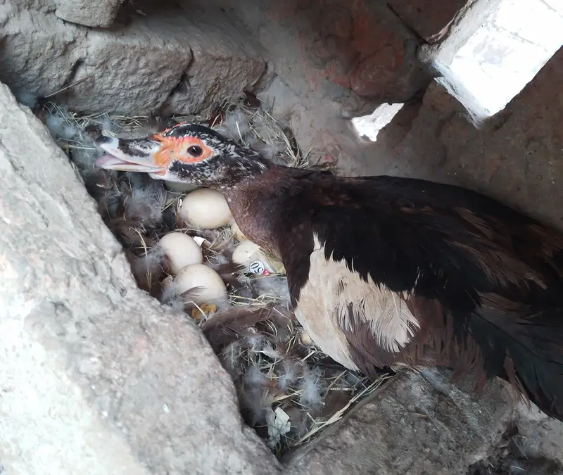 Muscovy pair with chicks — photo 4