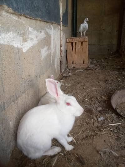 new Zealand white rabbits