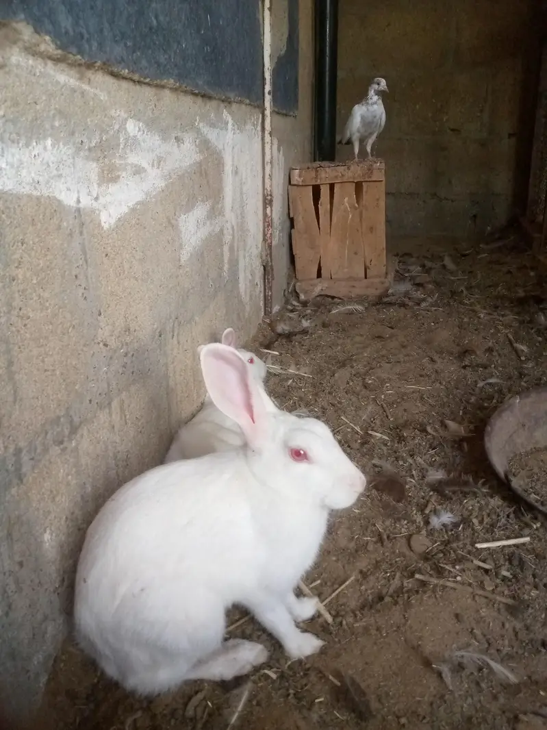 new Zealand white rabbits