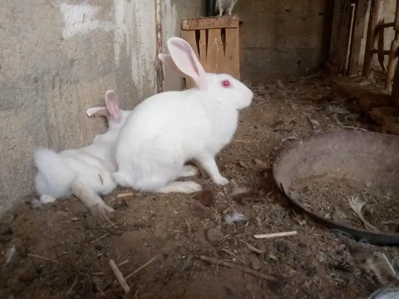 new Zealand white rabbits — photo 2