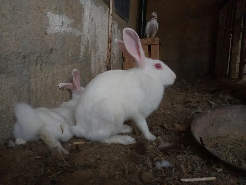 new Zealand white rabbits — photo 3