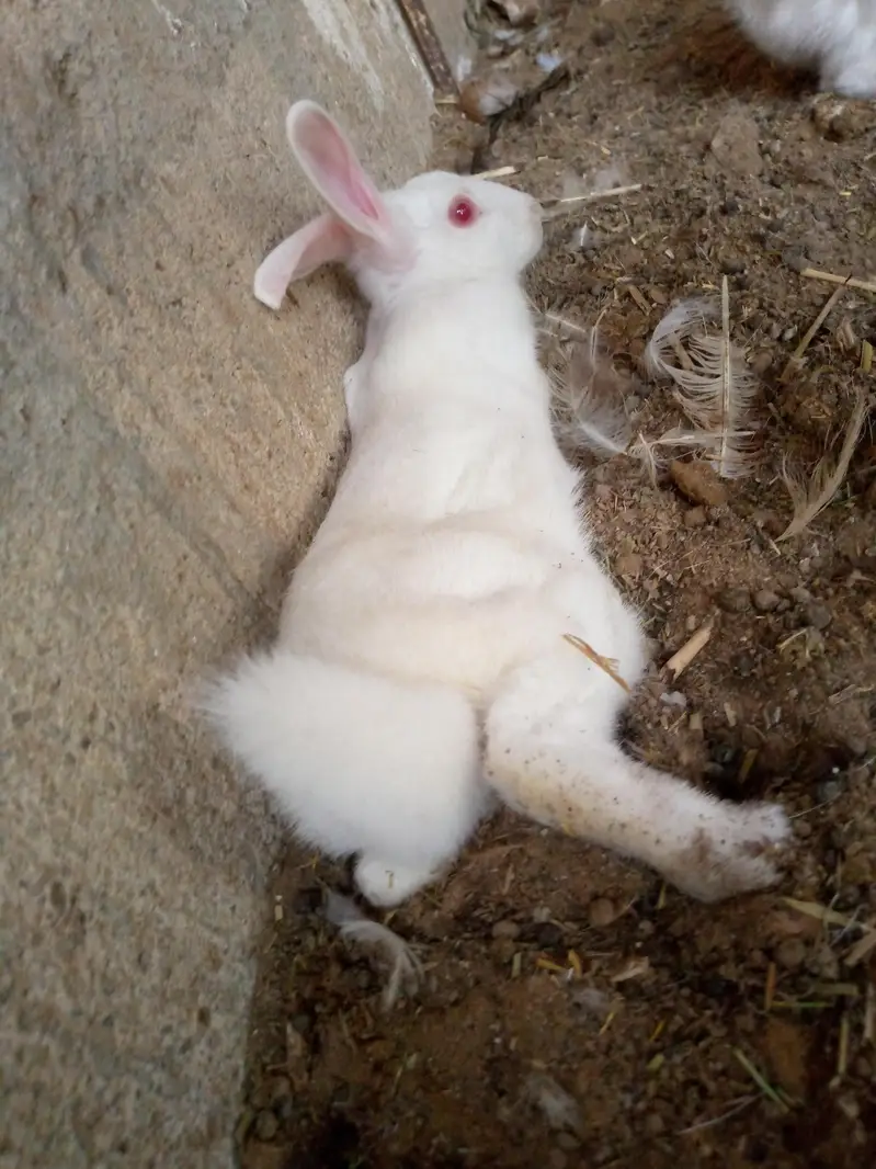 new Zealand white rabbits — photo 4