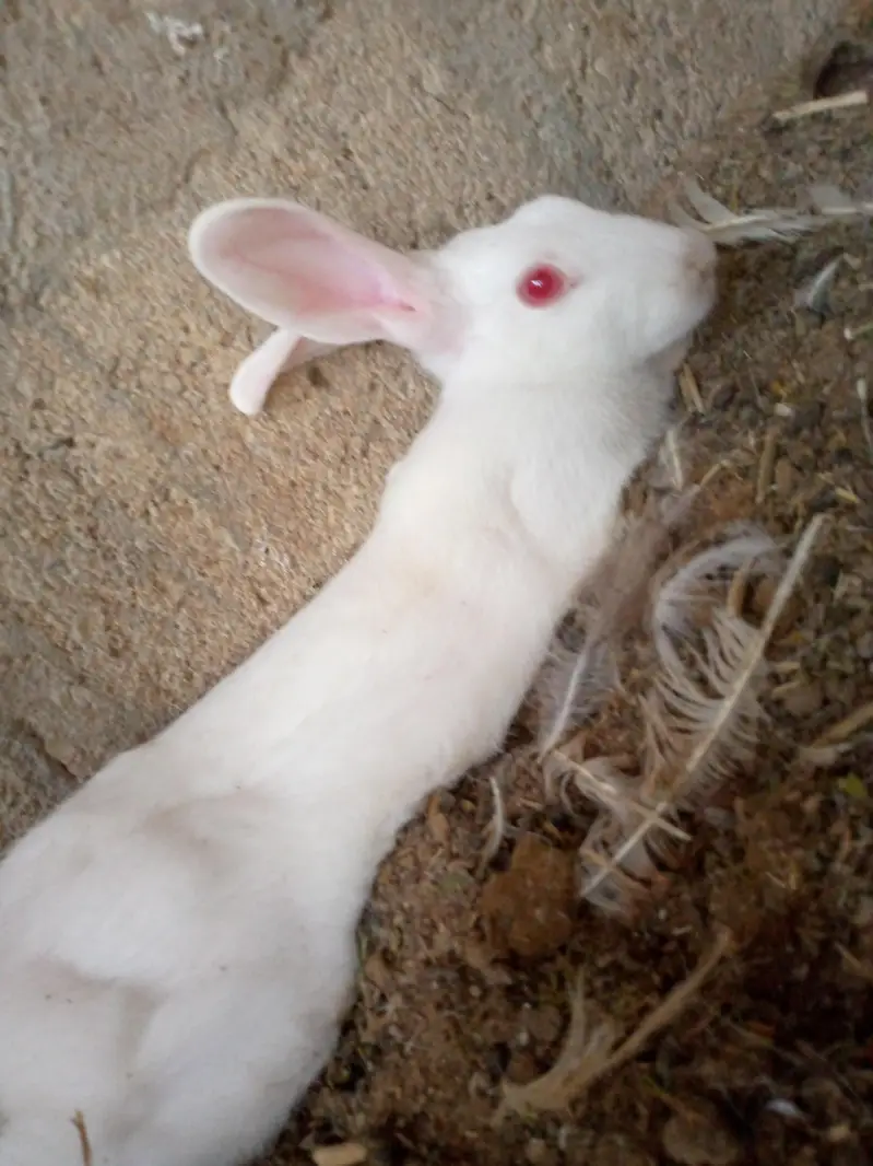 new Zealand white rabbits — photo 5