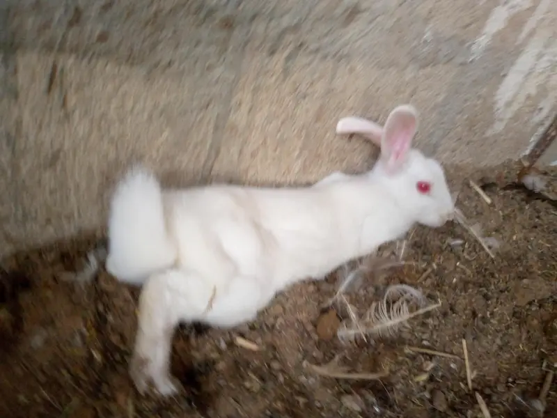 new Zealand white rabbits — photo 6