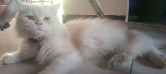 Persian cat  triple coated