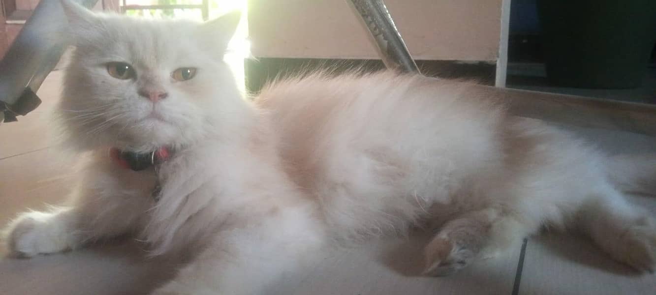 Persian cat  triple coated 0