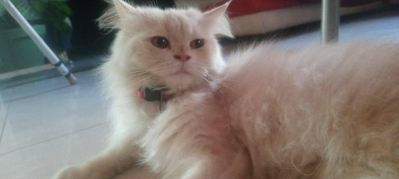 Persian cat  triple coated 1