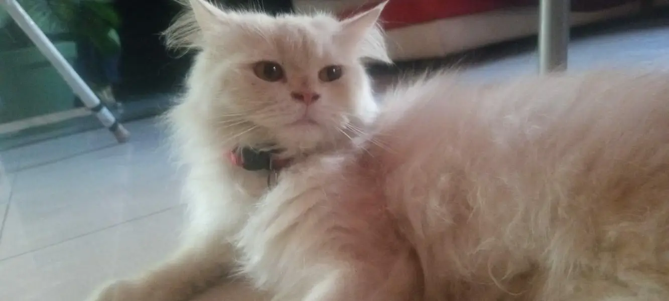 Persian cat  triple coated — photo 2