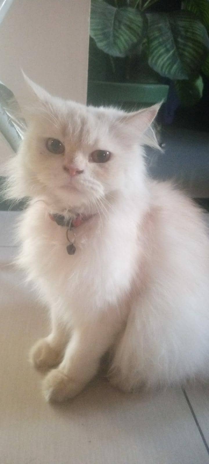 Persian cat  triple coated 2
