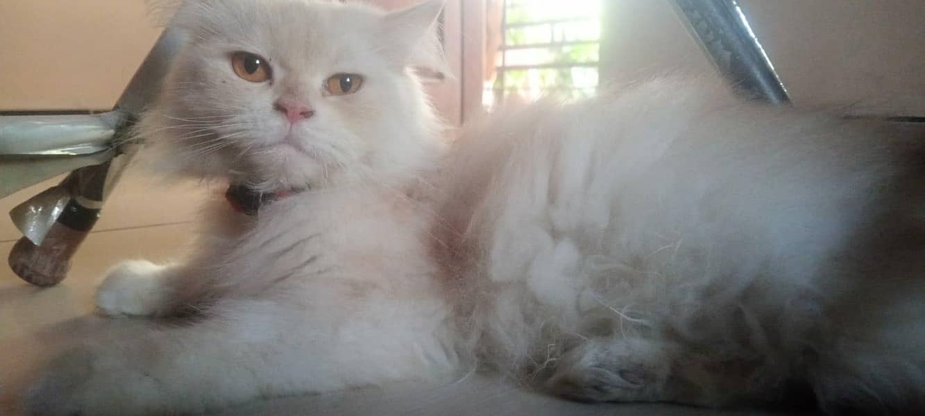 Persian cat  triple coated 3