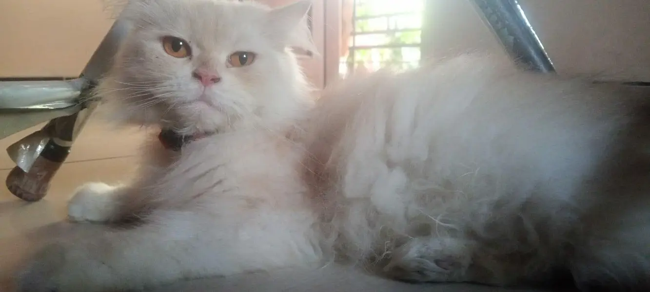 Persian cat  triple coated — photo 4