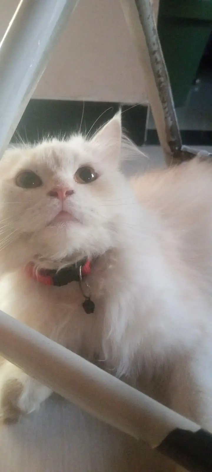 Persian cat  triple coated — photo 5