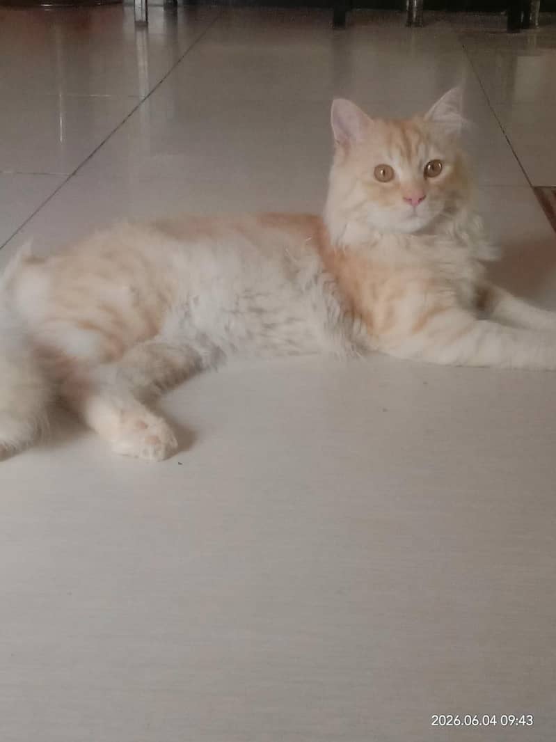 Persian cat  triple coated 5