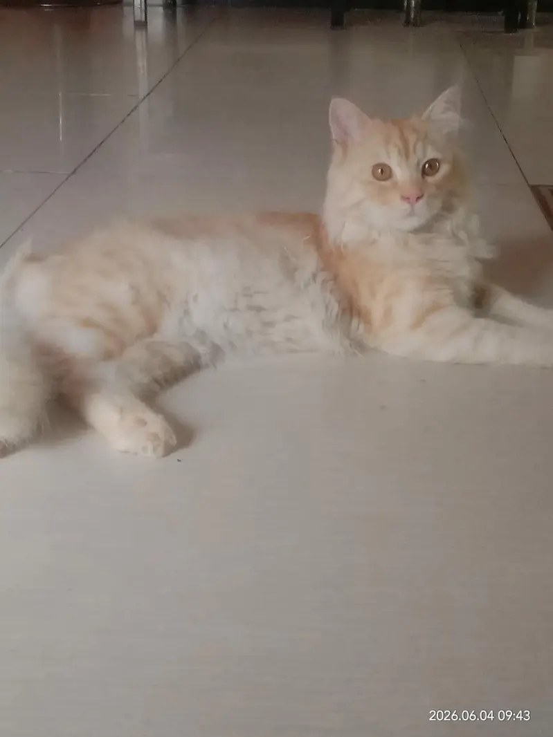 Persian cat  triple coated — photo 6