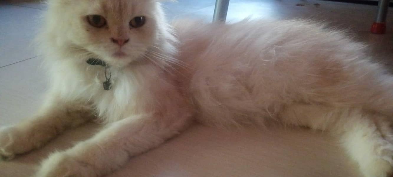 Persian cat  triple coated 6