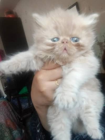 Persian Kittens || Peki Face || Cats for Sale || Pure Persian