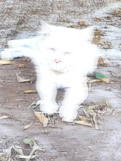 cat pet for sale