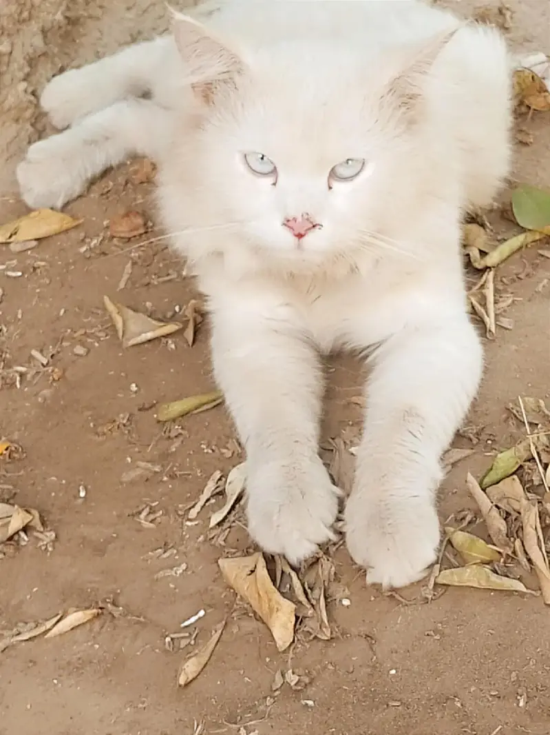 cat pet for sale — photo 2