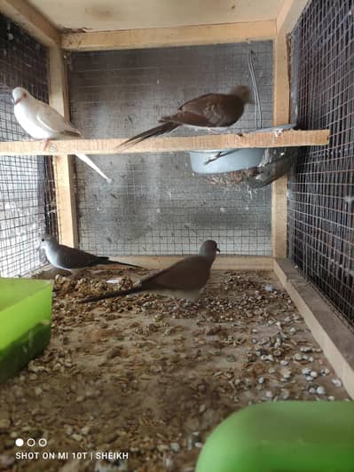 Diamond pied Dove For Sale in Lahore