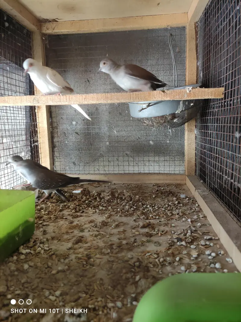 Diamond pied Dove For Sale in Lahore — photo 2