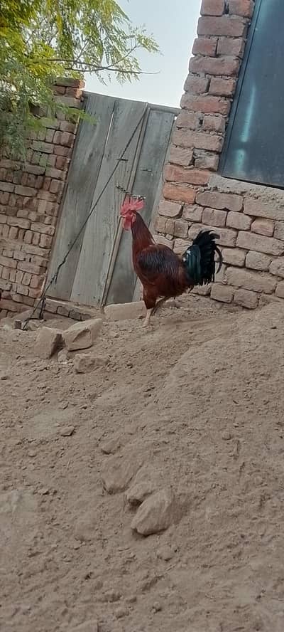 1 Desi murga or  2 aseel murgia or 2 Desi murgia
