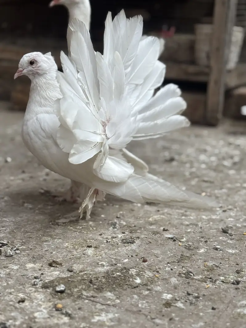 Settinet, Molteese & American Fantail — photo 4