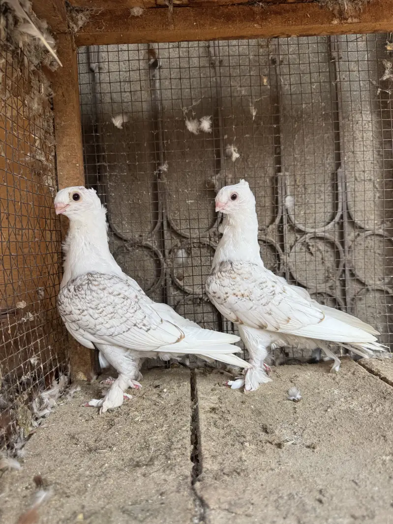 Settinet, Molteese & American Fantail — photo 6